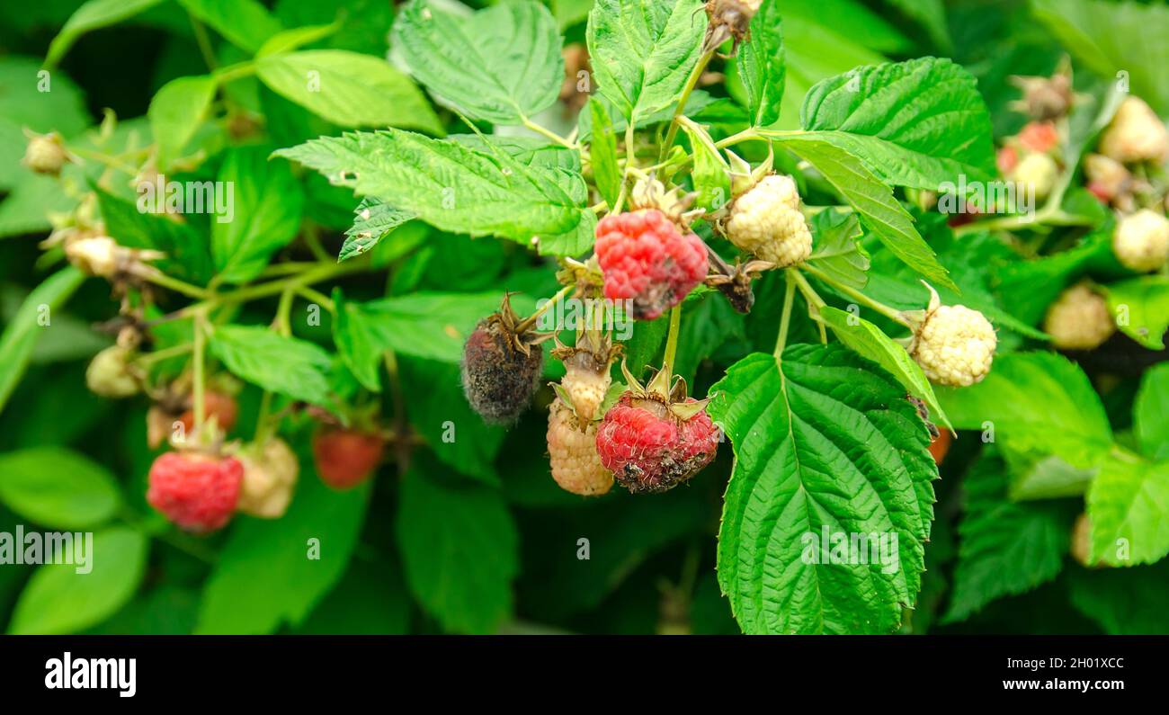Rotten overripe red raspberries grow in the garden. Bad harvest. Spoiled berry, mold on berries. Selective focus Stock Photo