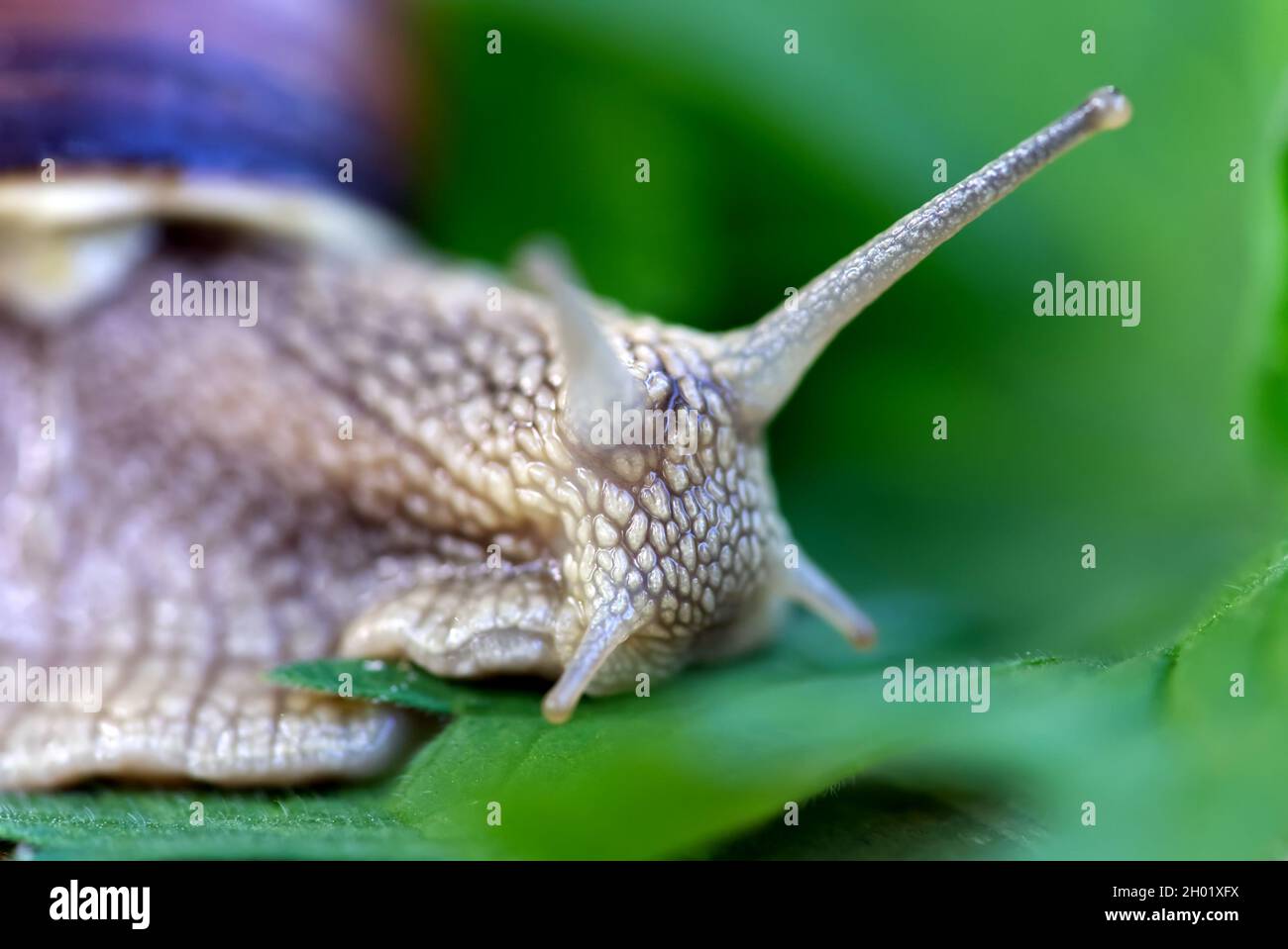 Burgundy snail Helix pomatia or escargot is a species of land snail