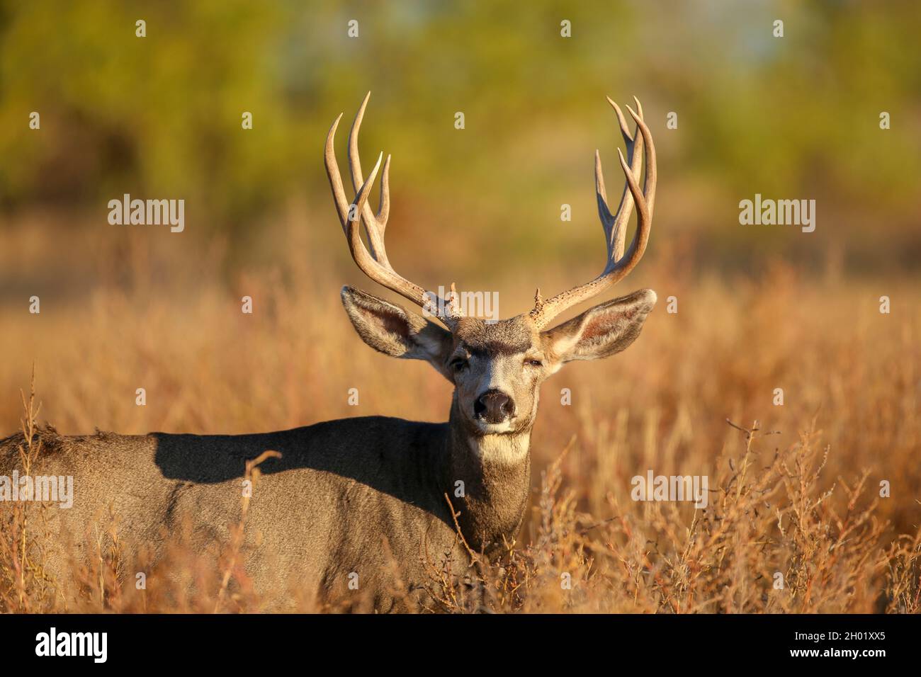 Mule deer buck portrait with large antlers Stock Photo