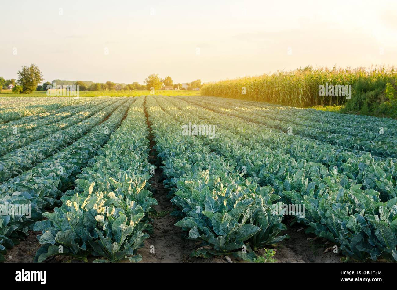 Broccoli plantations in the sunset light on the field. Cauliflower
