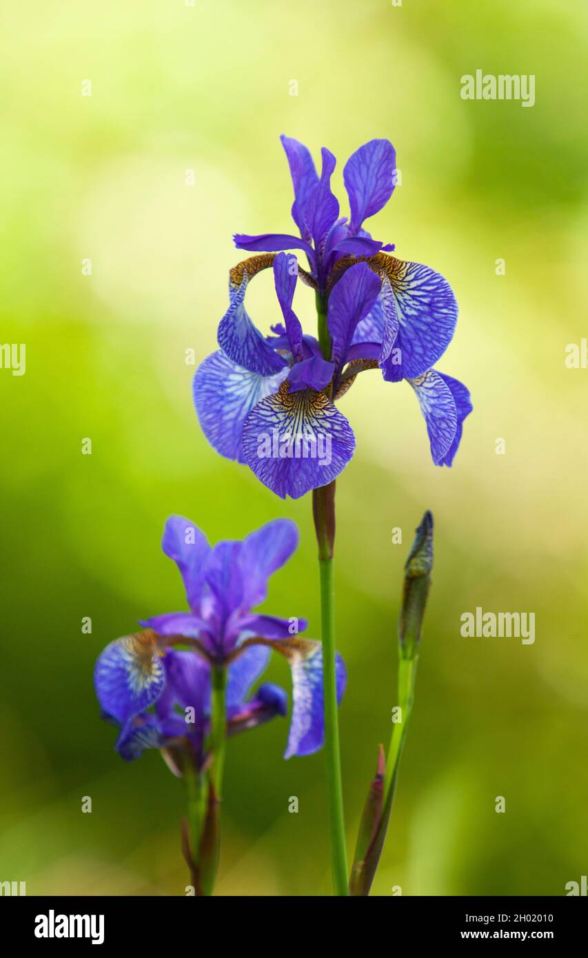 Iris Sanguinea Hi res Stock Photography And Images Alamy iris-sanguinea-hi-res-stock-photography-and-images-alamy