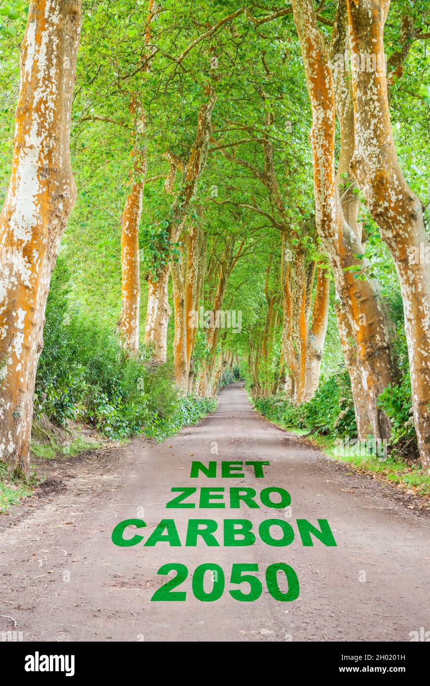 Climate change concept: Avenue of trees with net zero carbon on road. Stock Photo