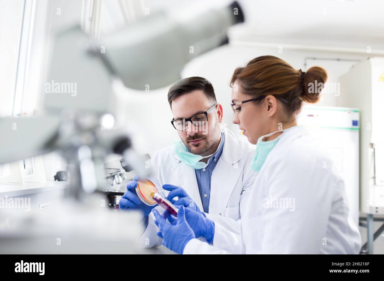 Two biologist man and woman looking at samples in petri dishes and ...