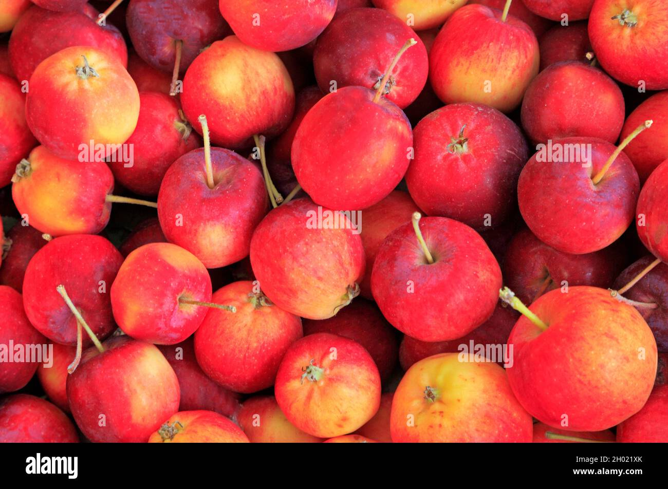 Crab apple, apples, farm shop, display Stock Photo