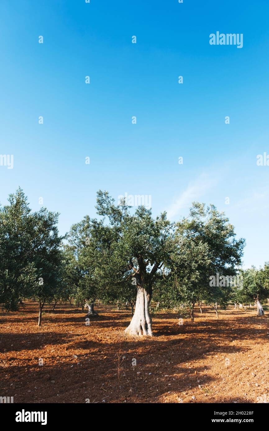 Landscape view of olive tree field with clear sky Stock Photo - Alamy