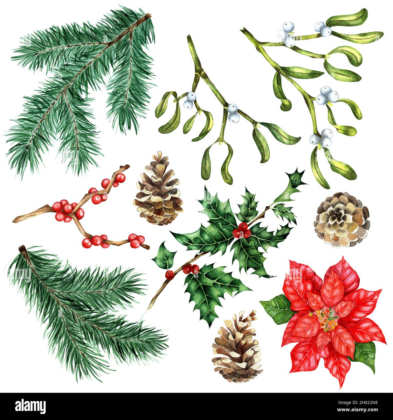 Set for Christmas and New Year. Watercolor Illustrations of Poinsettia, fir, pine branches, mistletoe branches, cones and Holly, Ilex. Isolated on whi Stock Photo