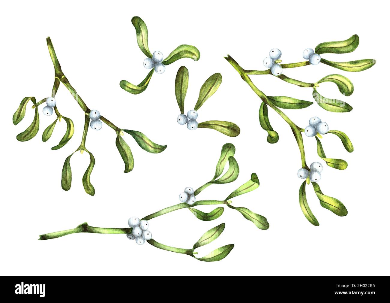 set of Christmas sprigs of mistletoe sprigs of mistletoe. Winter holiday  theme. suitable for postcards, posters, web pages and textiles Stock Photo  - Alamy