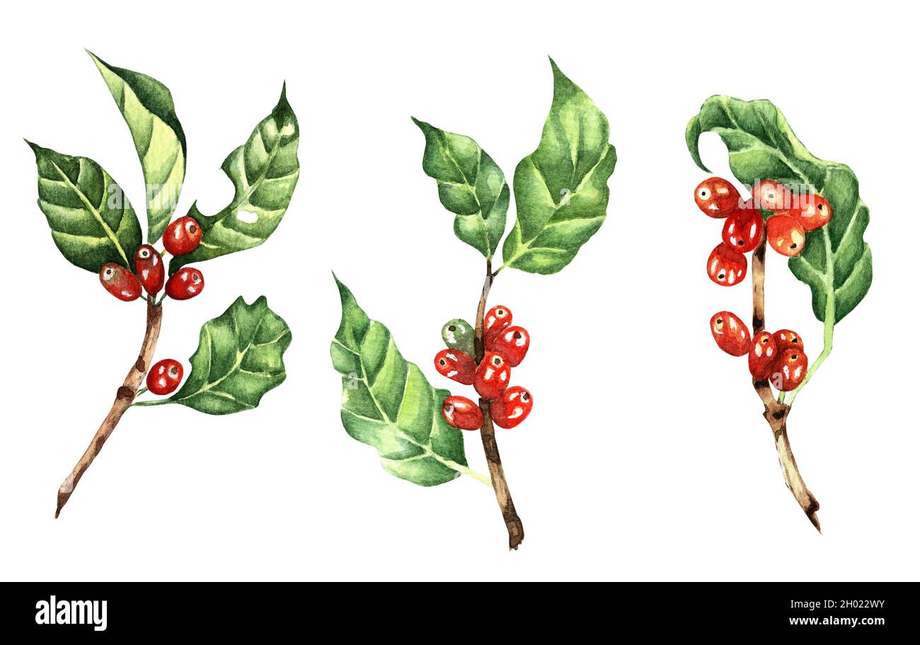 Set of coffee branches with red beans. Watercolor illustration of a ...