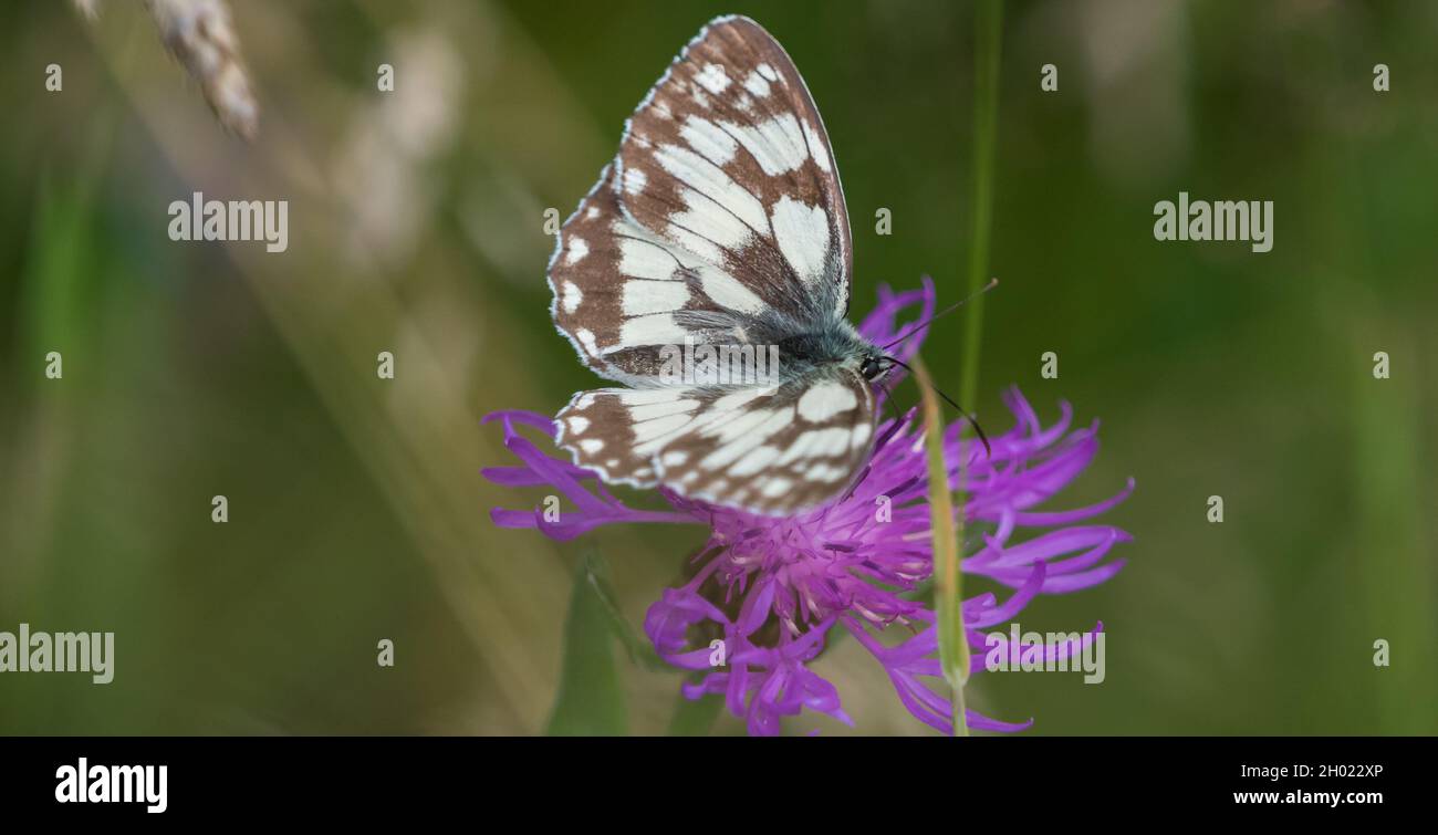 Checkerboard Butterfly High Resolution Stock Photography and Images - Alamy