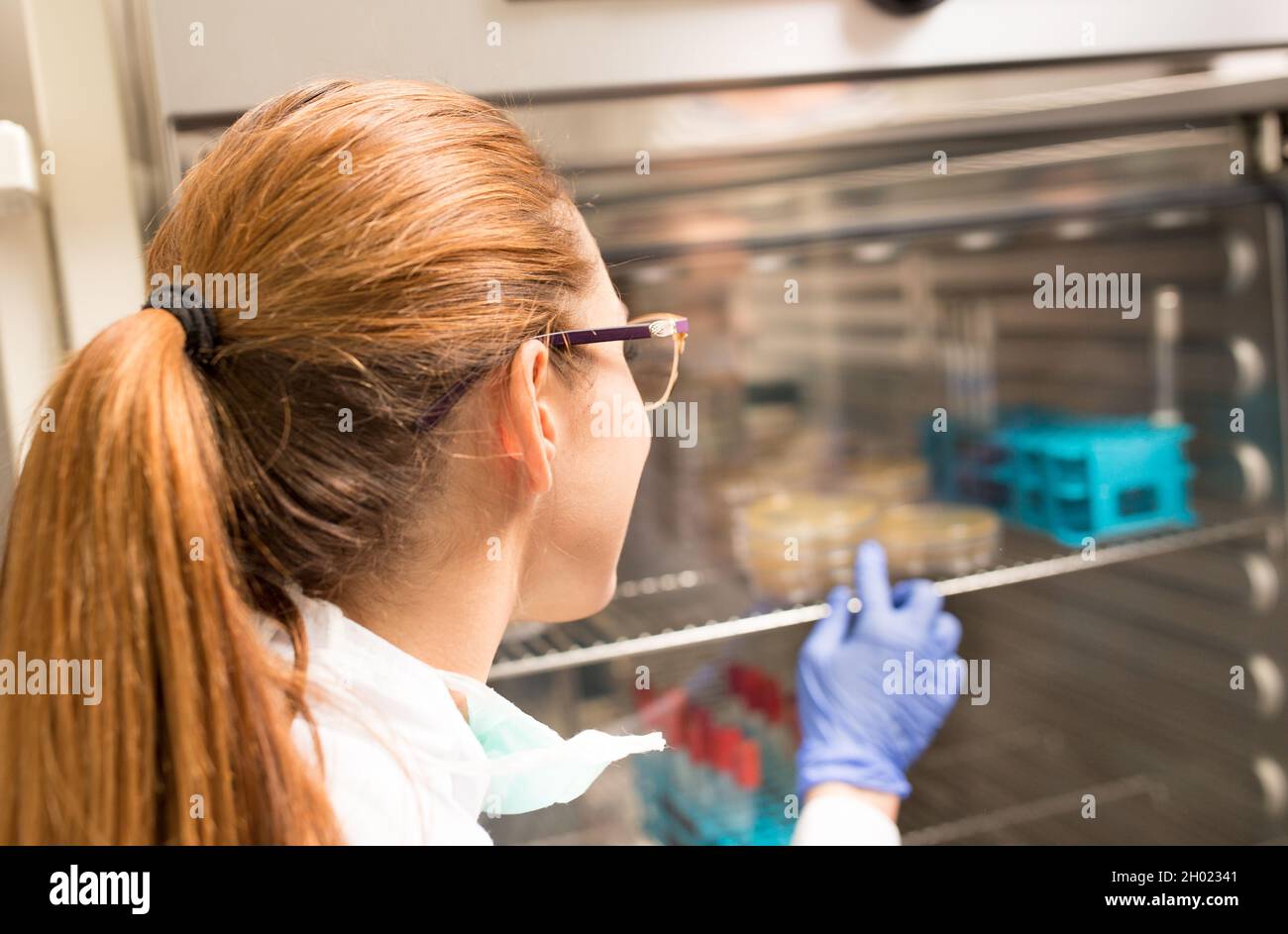 Woman biologist in white coat opening incubator in laboratory and taking out samples Stock Photo