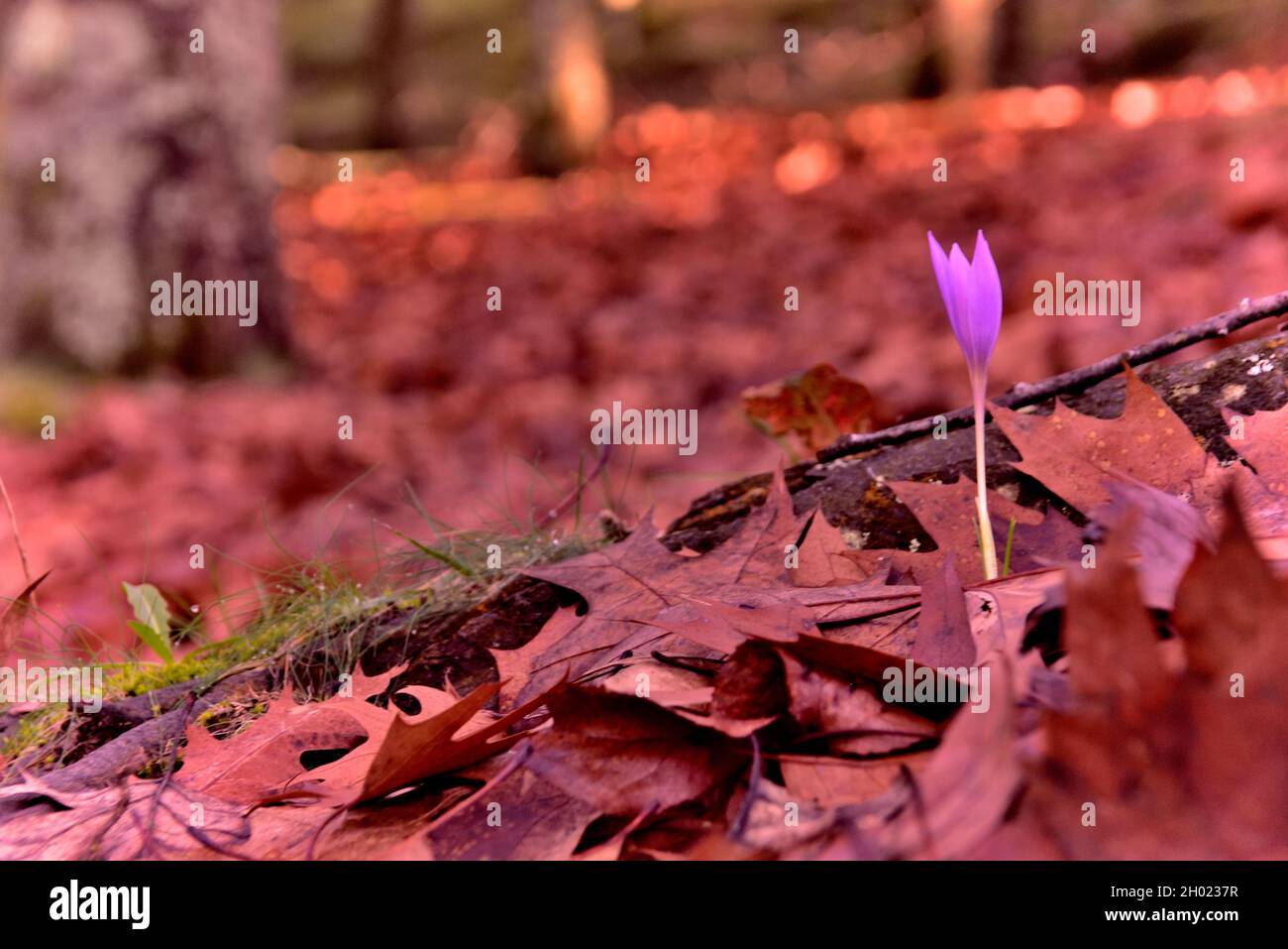 Saffron wild saffron hi-res stock photography and images - Alamy