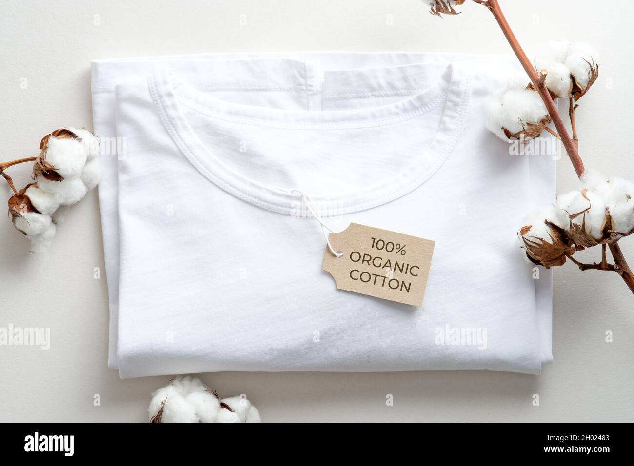 Organic cotton t-shirt with cotton flowers on white background. Flat lay, top view. Eco clothing, sustainable lifestyle, fashion concept. Stock Photo