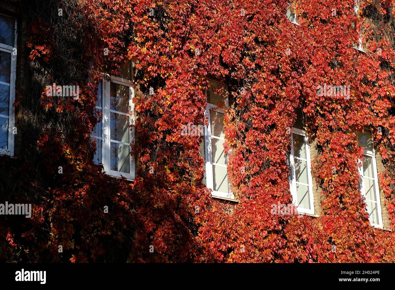 Virginia creeper on wall, red leaves around the windows in fall Stock ...