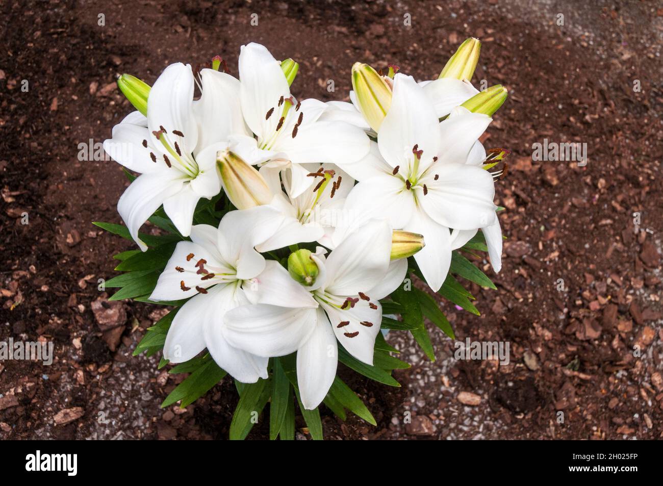 Close up of group of Tiny Avalanche White Asiatic hybrid lillies in border  A 1a) sub-division lily with upward-facing flowers Stock Photo