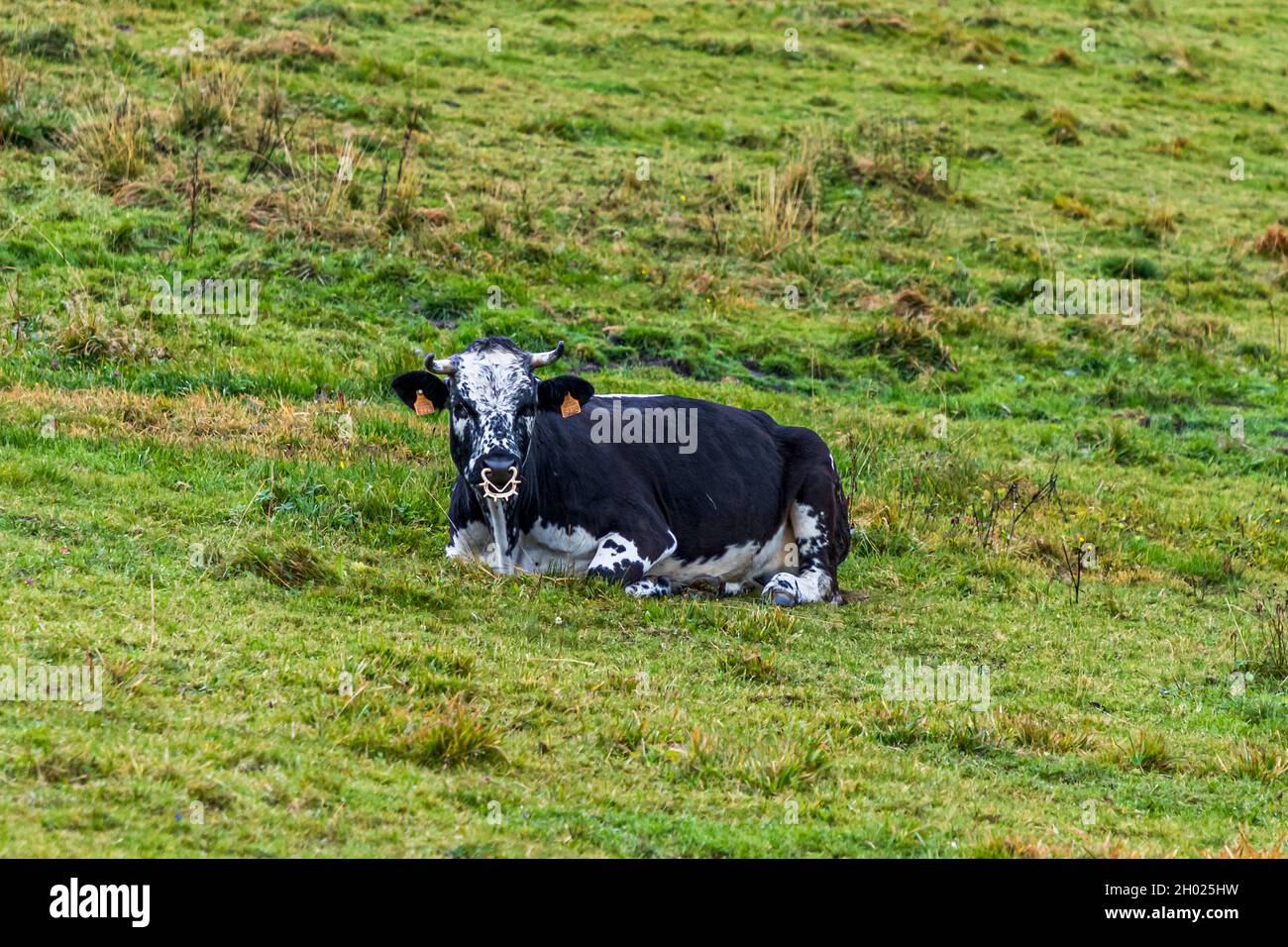 Dairy cattle with a spiky nose ring near Geishouse, France Stock Photo