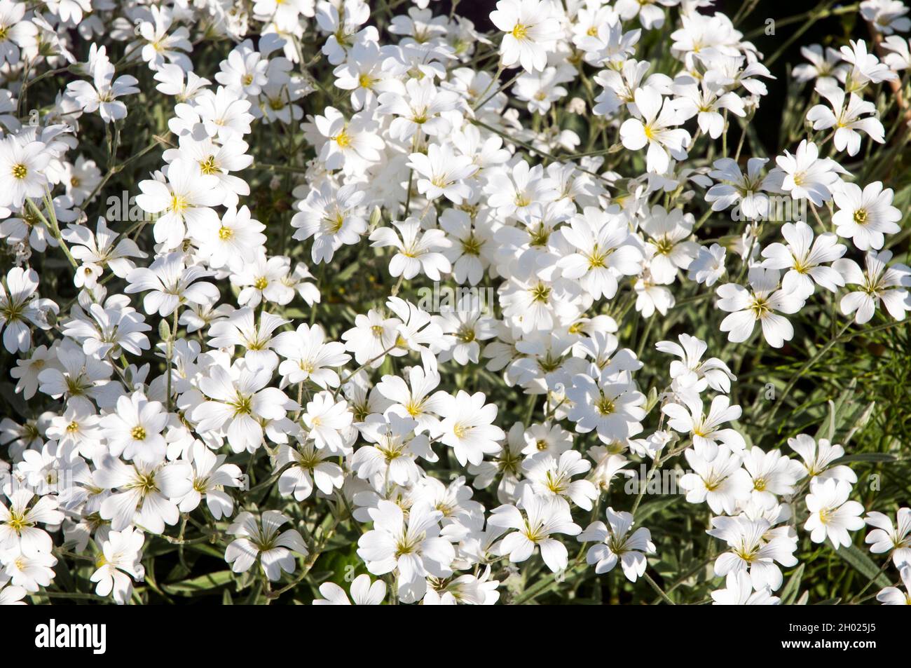 Close up of Cerastium tomentosum in flower in summer a low growing ground cover fully hardy evergreen herbaceous perennial also called Snow in Summer Stock Photo
