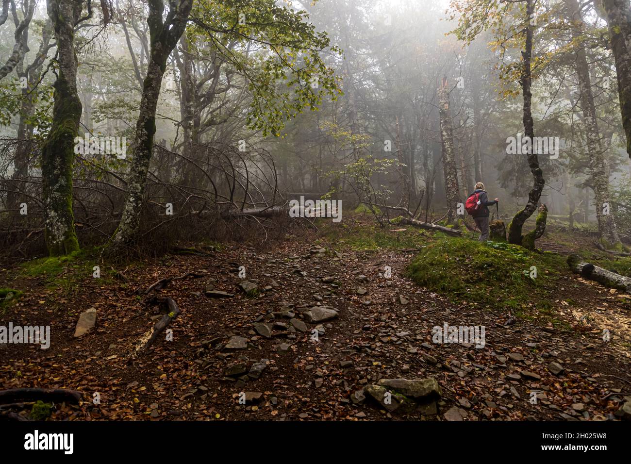Hiking trail in the Vosges near Linthal, France Stock Photo