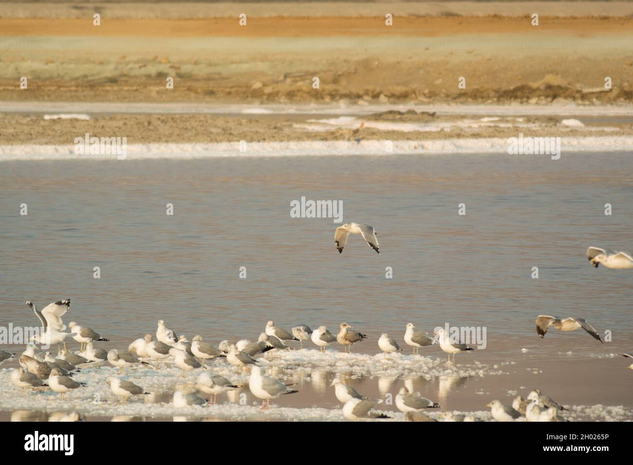 Many gulls sitting and standing on salt islands at dusk in pond A15 at Alviso Marina County Park, part of the Don Edwards National Wildlife Refuge Stock Photo