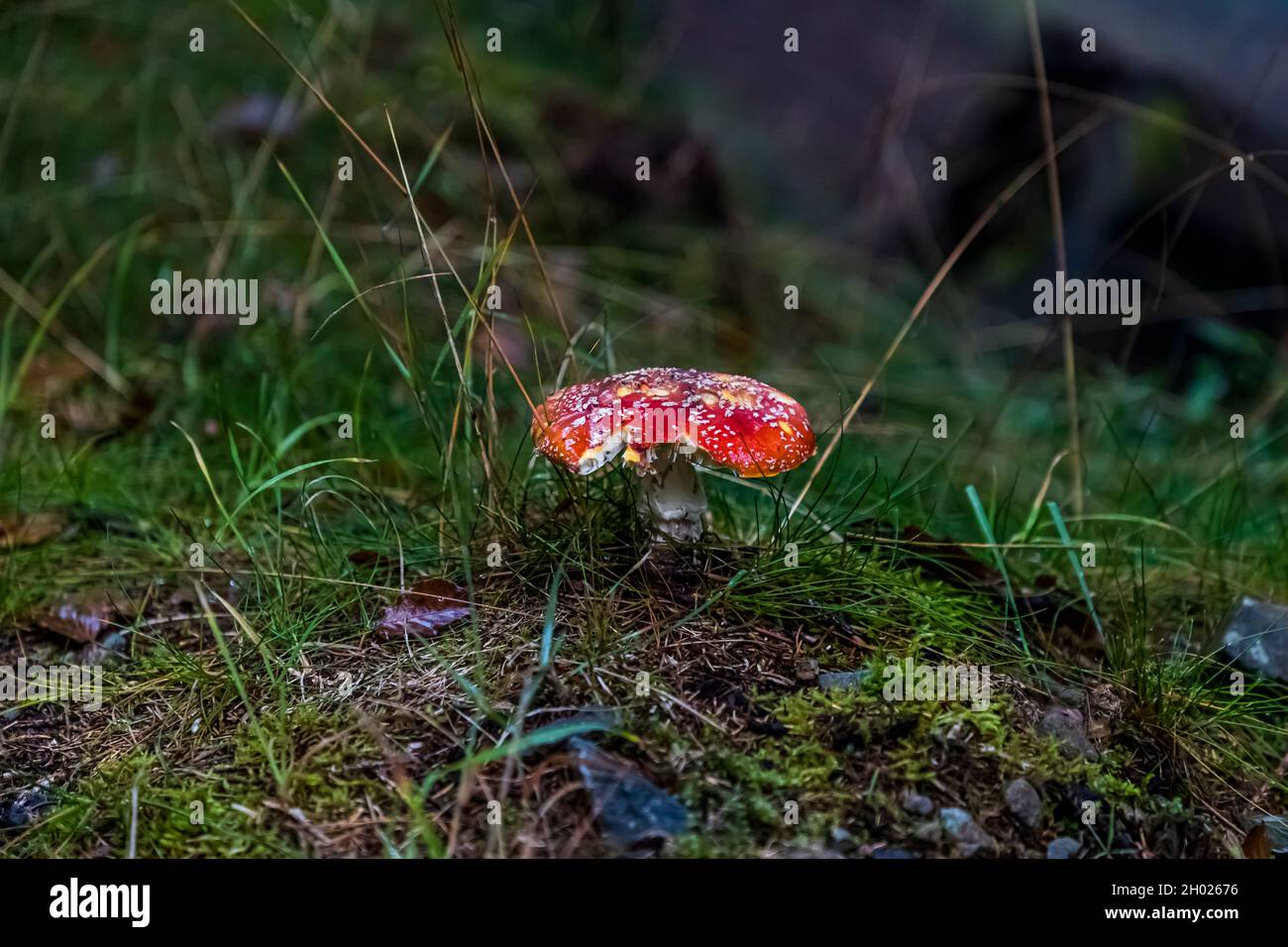 Toadstool in the Vosges near Linthal, France Stock Photo