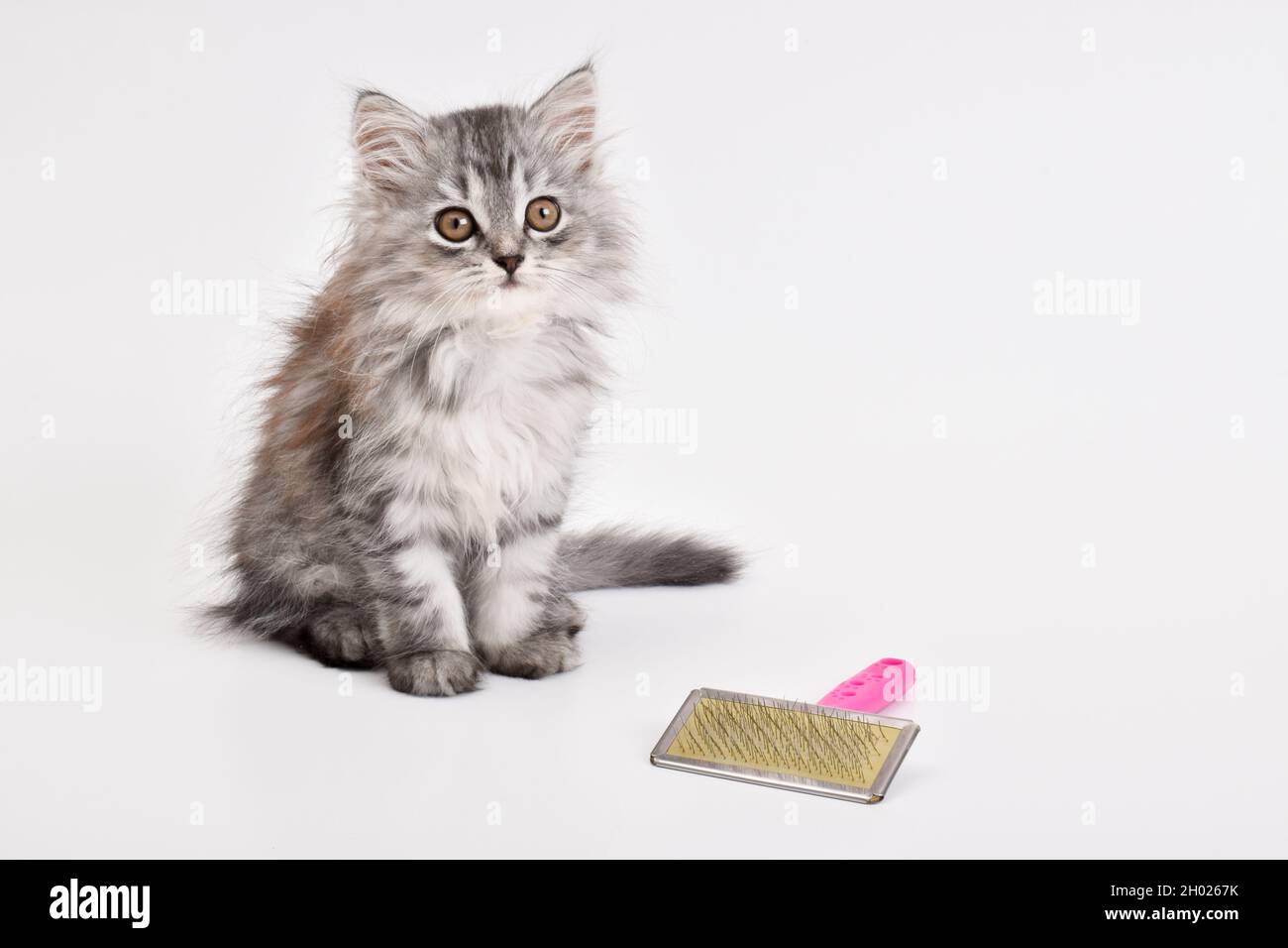 A cute little kitten is sitting next to a comb on a white background