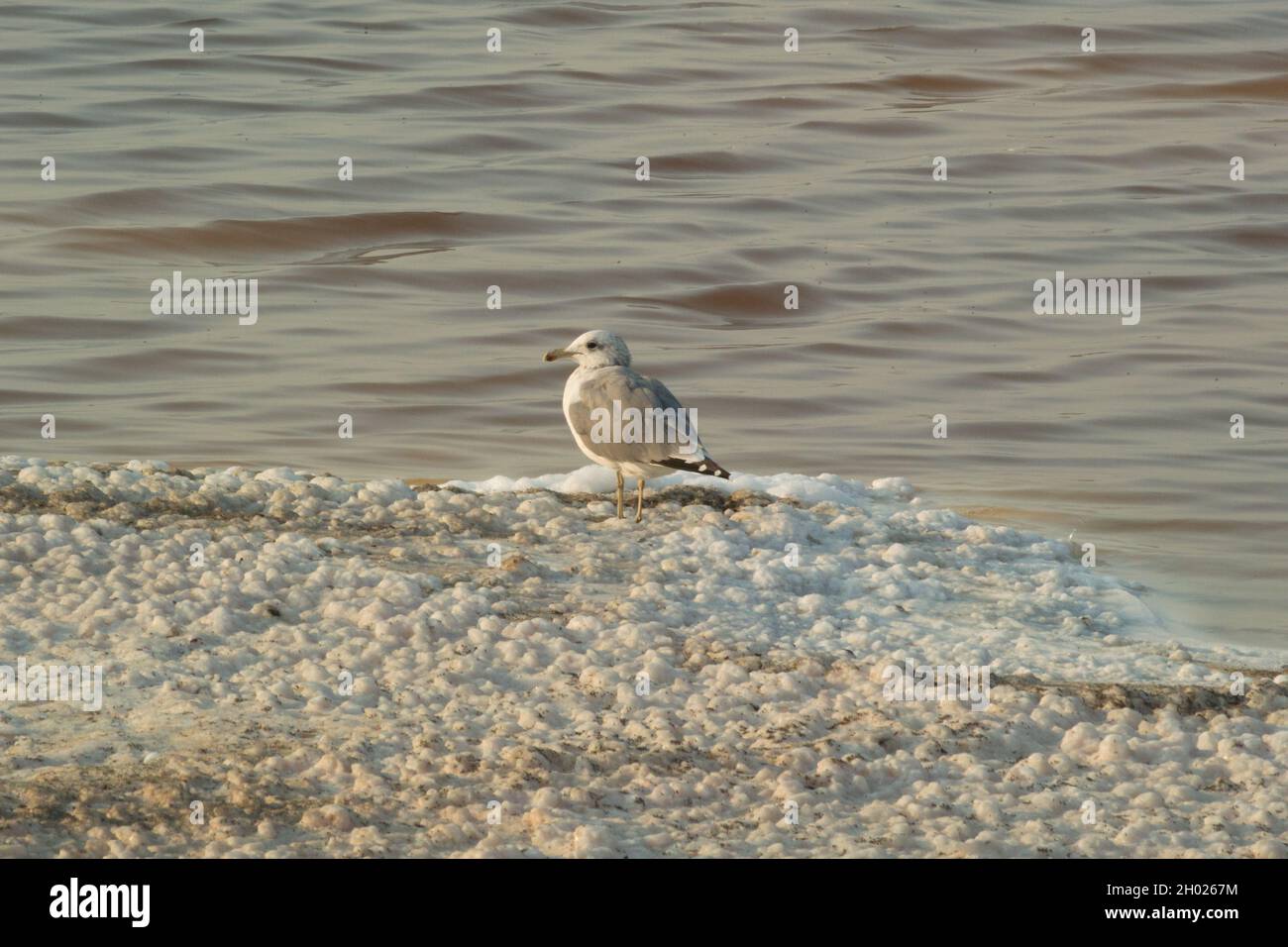 Many gulls sitting and standing on salt islands at dusk in pond A15 at Alviso Marina County Park, part of the Don Edwards National Wildlife Refuge Stock Photo