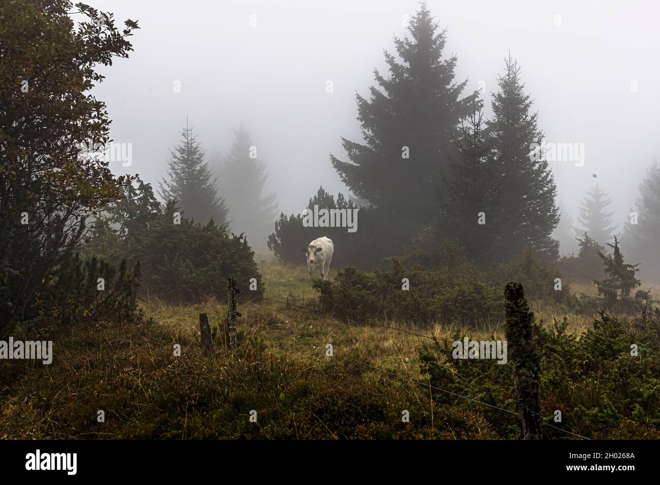Dairy cattle in the misty forest of the Vosges Mountains, France Stock Photo