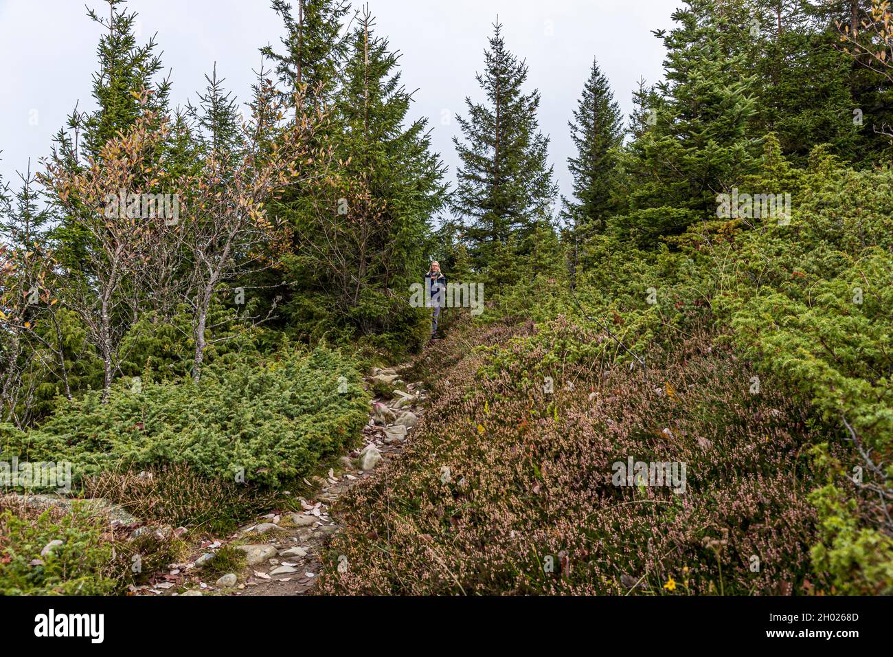 Hiking trail in the Vosges near Sondernach, France Stock Photo