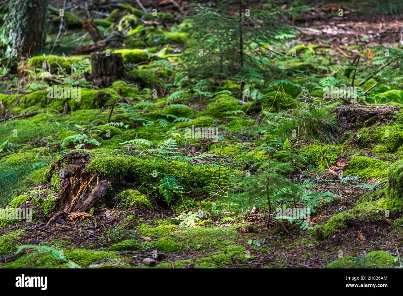Forest floor covered with moss near Sondernach, France Stock Photo