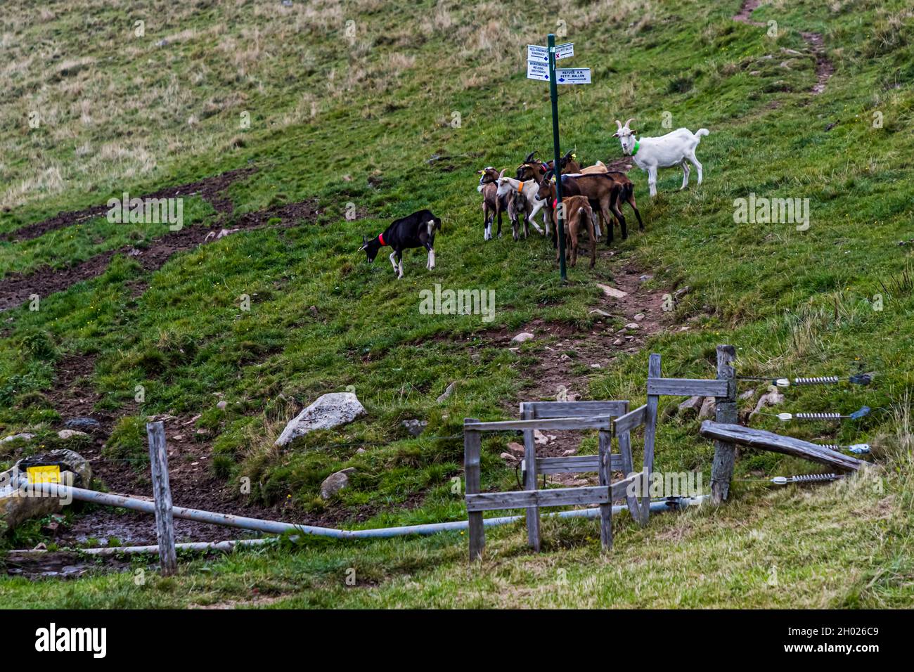 Goats at a barrier with hiking sign in the Vosges Mountains near Sondernach, France Stock Photo