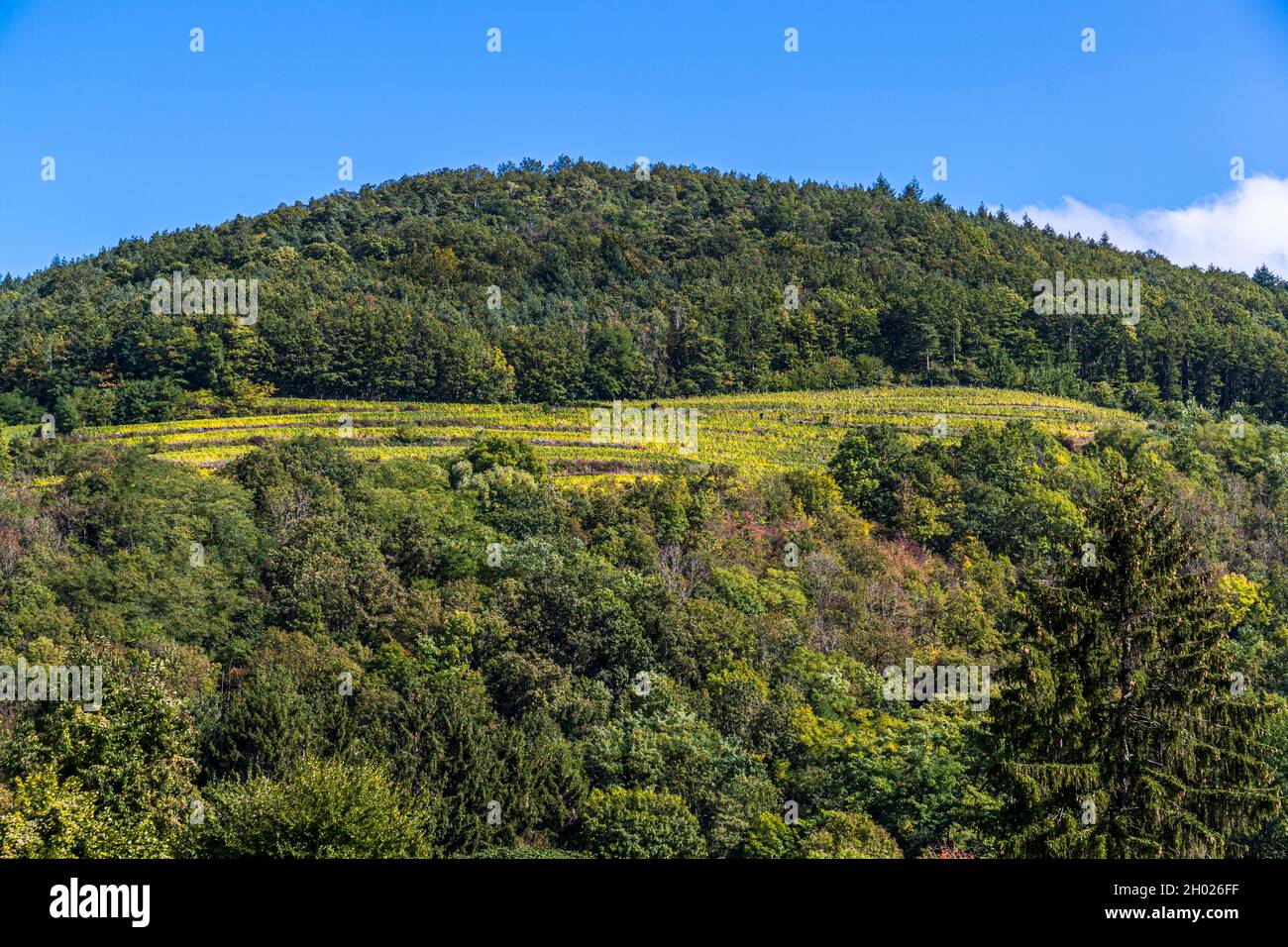 The vineyards of Guebwiller, France Stock Photo