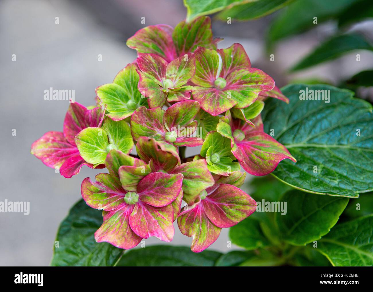 Beautiful vivid flowers of Hydrangea, variety 'Glam Rock' Stock Photo