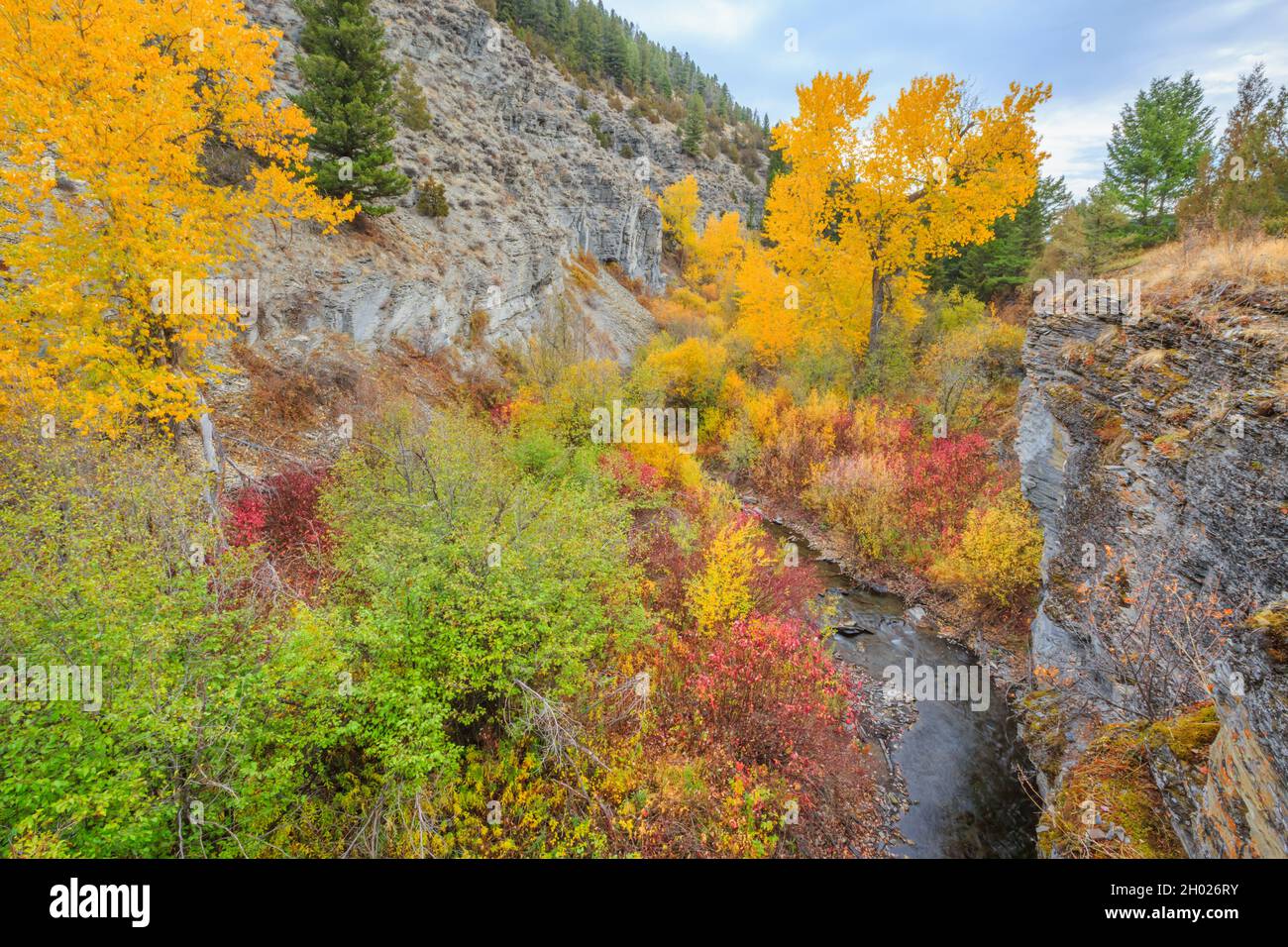 fall colors and cliffs along deep creek canyon near townsend, montana