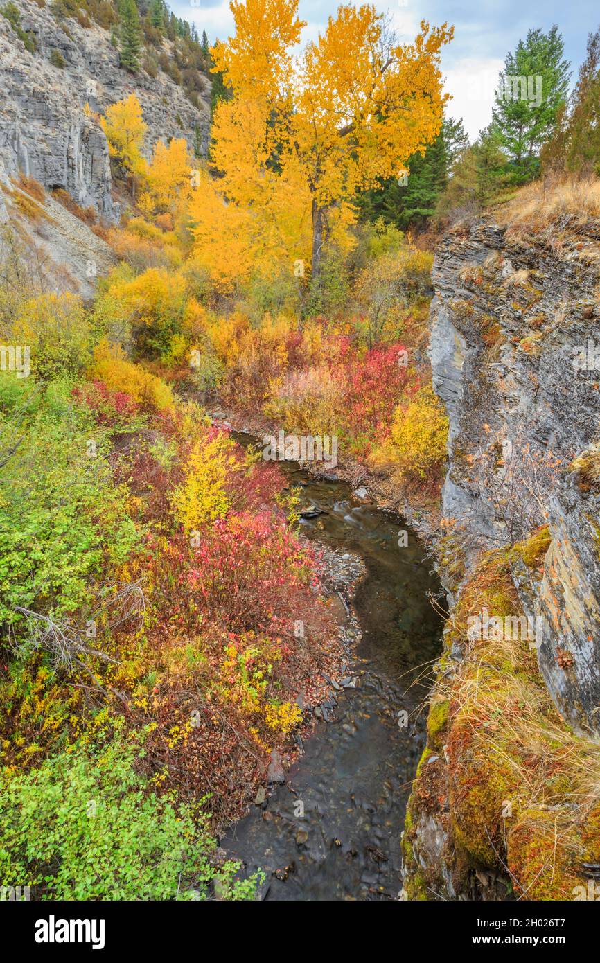 fall colors and cliffs along deep creek canyon near townsend, montana