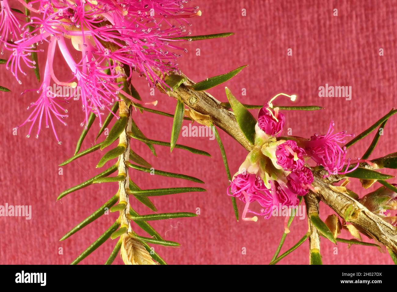 Close-up of Melaleuca thymifolia 'Pink Lace' flowers and leaves Stock Photo