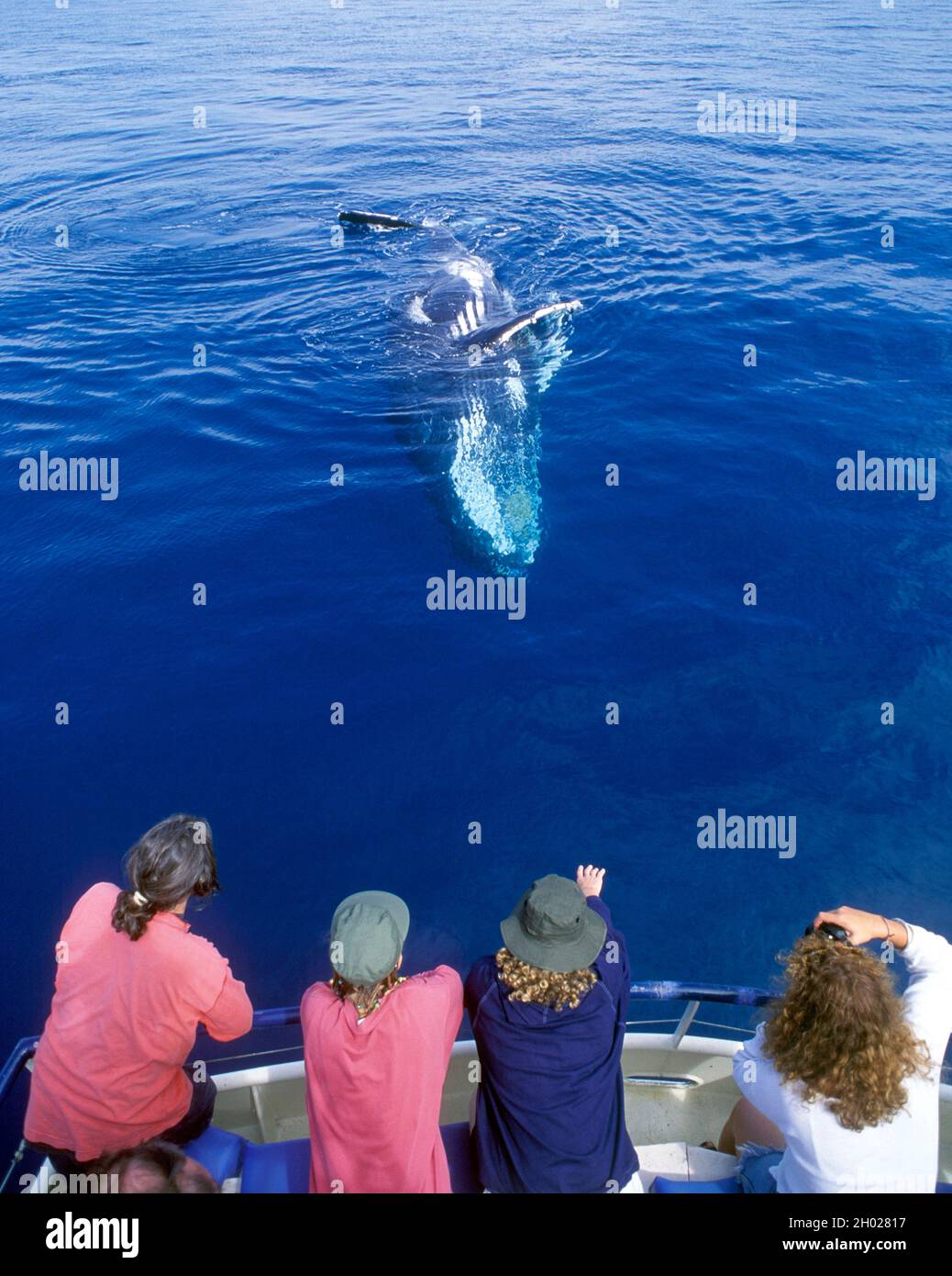 whale watching in Hervey bay Queensland, Australia Stock Photo Alamy
