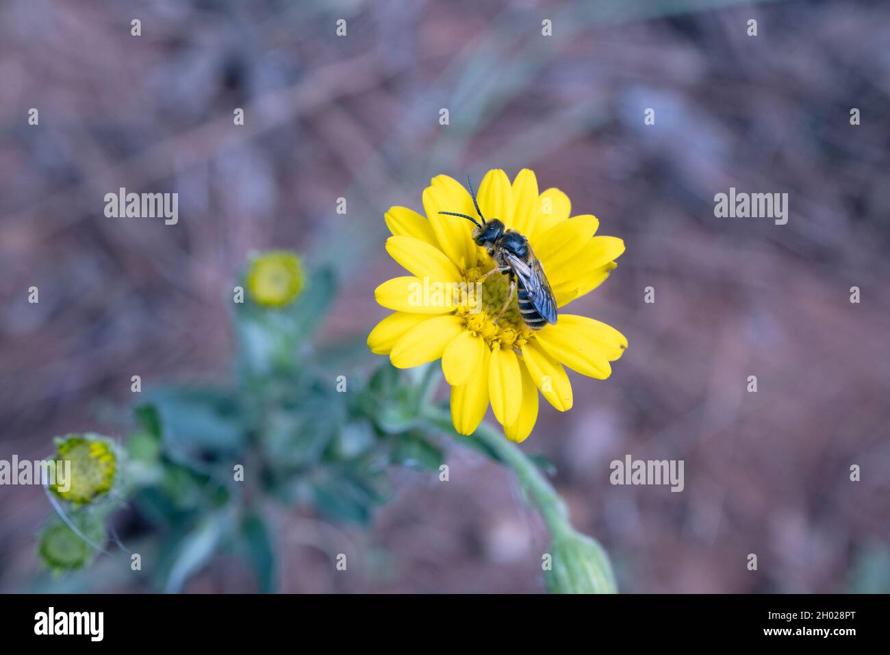 Macro Weevil Wasp Cerceris halone on yellow flower Stock Photo
