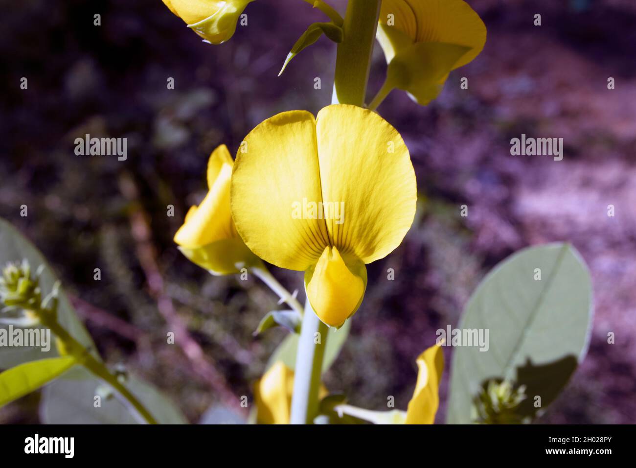 Poisonous yellow Crotalaria Rattlebox flowers on sunny day Stock Photo