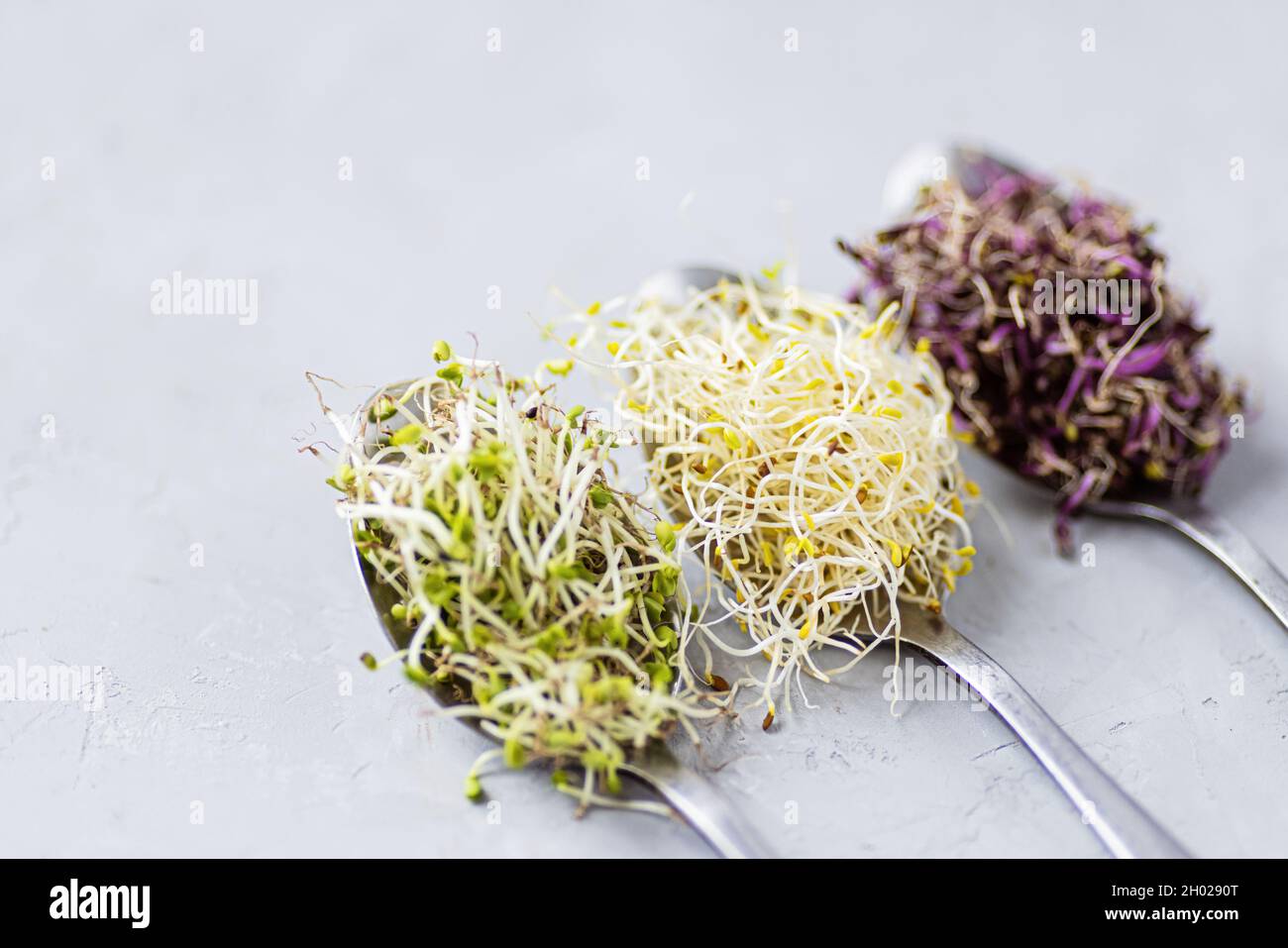 Flat lay top view of microgreens assortment on gray concrete background. Fresh alfalfa sprouts, broccoli flower buds, coral buds, mixed garnish Stock Photo