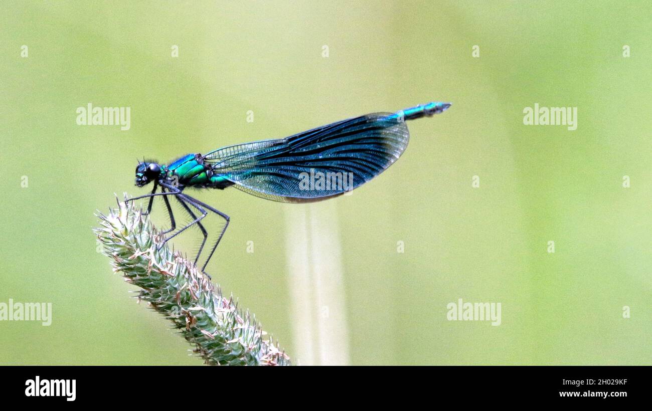 Selective focus of a dragonfly on a plant Stock Photo - Alamy