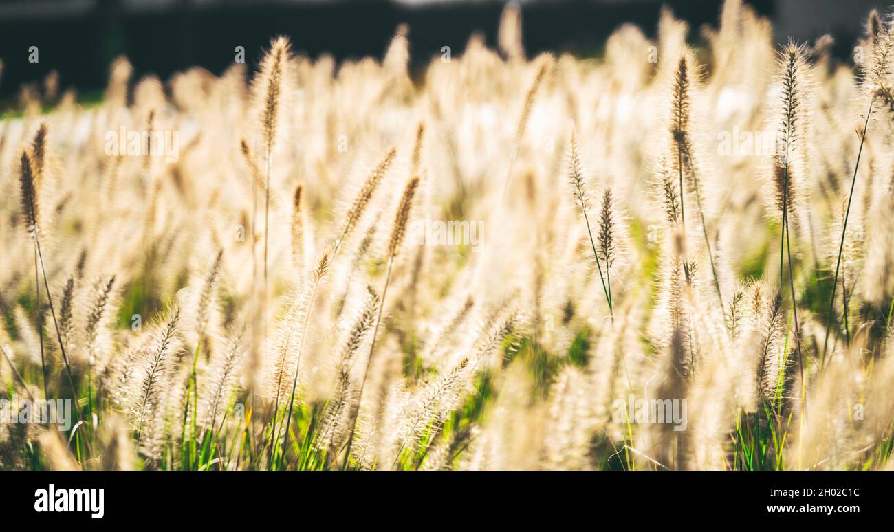 Wabi sabi dry wheat grass on sunset or sunrise background. Golden tall blooming field of wildflowers with defocused bokeh. Web banner or wallpaper Stock Photo
