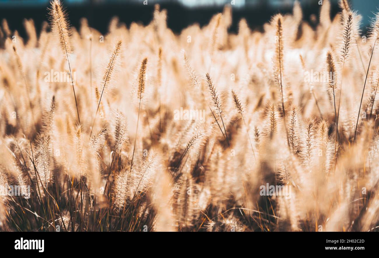 Wabi sabi dry wheatgrass on sunset or sunrise background. Golden tall blooming field of wildflowers with defocused bokeh. Web banner or wallpaper Stock Photo