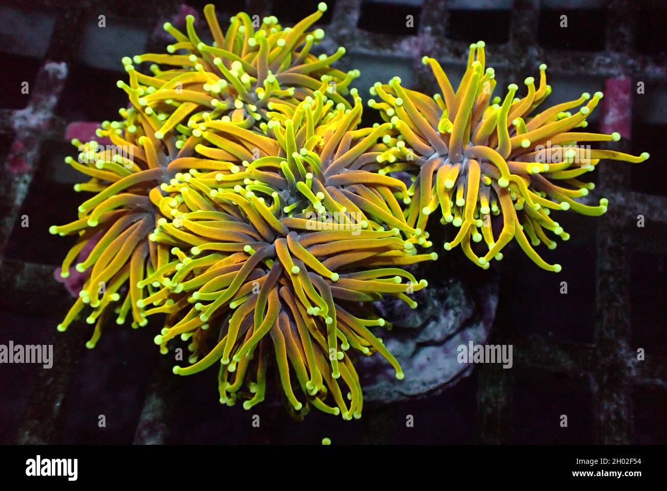 Golden Torch Coral Rare and Expensive - Euphyllia Glabrescens Stock Photo