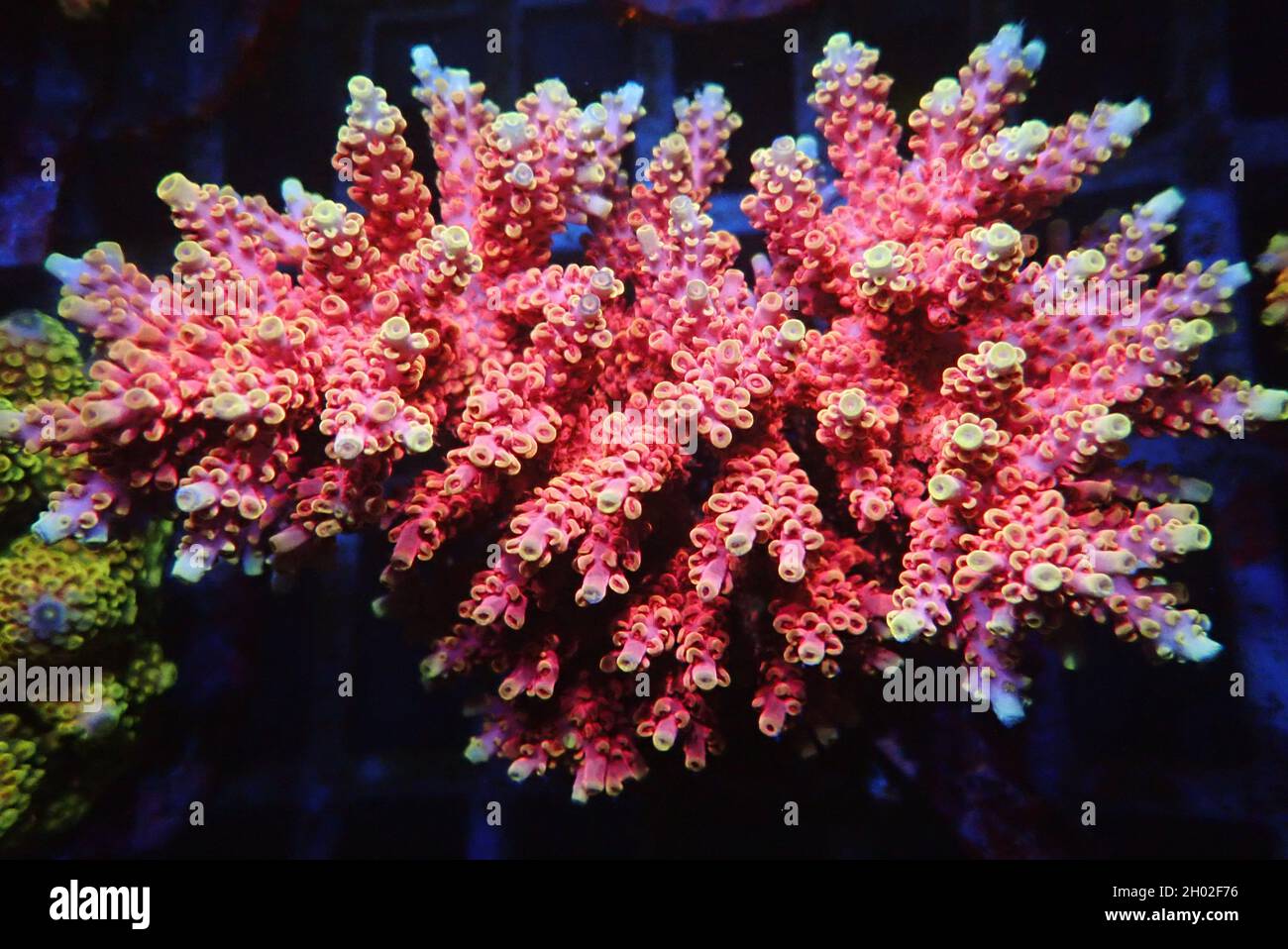 Acropora SPS coral is one of the most popular coral in home reef aquaria hobby Stock Photo