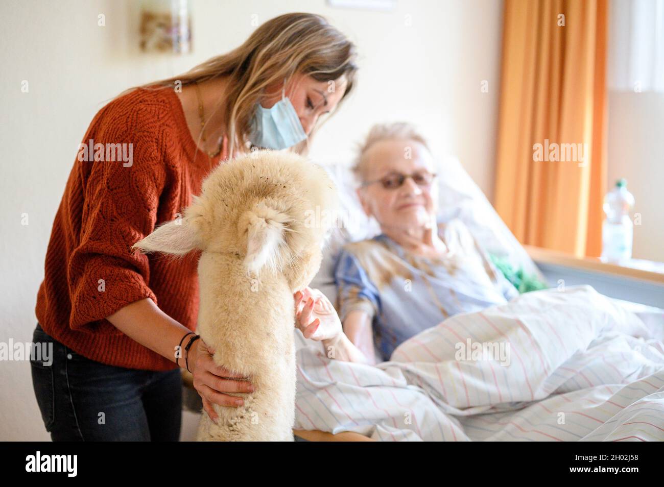 Rudolstadt, Germany. 23rd Sep, 2021. An alpaca visits Erika Stiehm (r) in her room. Michelle Dinter (M), specialist for animal-assisted intervention accompanies the contact. Alpacas and llamas visit the residents of the retirement home in Rudolstadt. With the animals, animal-assisted support and therapy is possible. (to dpa 'This not only delights children' - Alpacas and llamas in the retirement home') Credit: Vogl Daniel/dpa/Alamy Live News Stock Photo