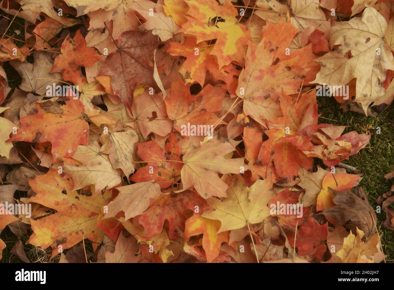 Golden yellow fall oak leaves on ground Stock Photo