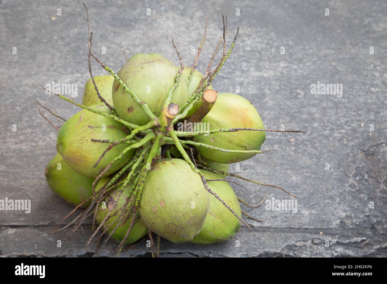 Coconut palm on the cement floor background Stock Photo