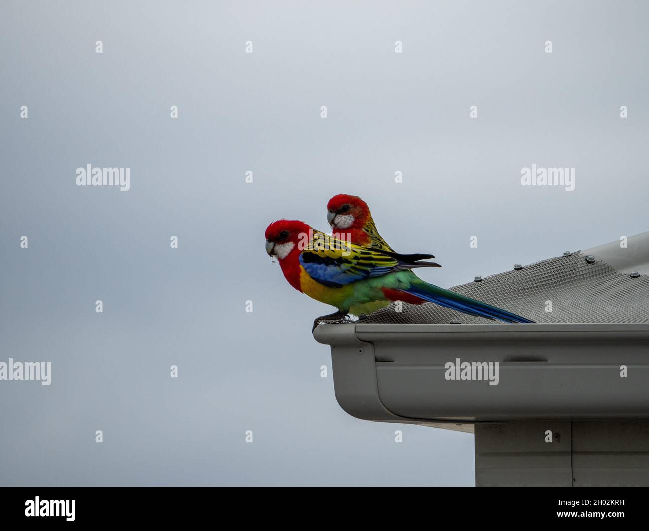 Two vibrantly coloured Eastern rosella birds standing out against the grey sky, perched on light grey roof guttering Stock Photo