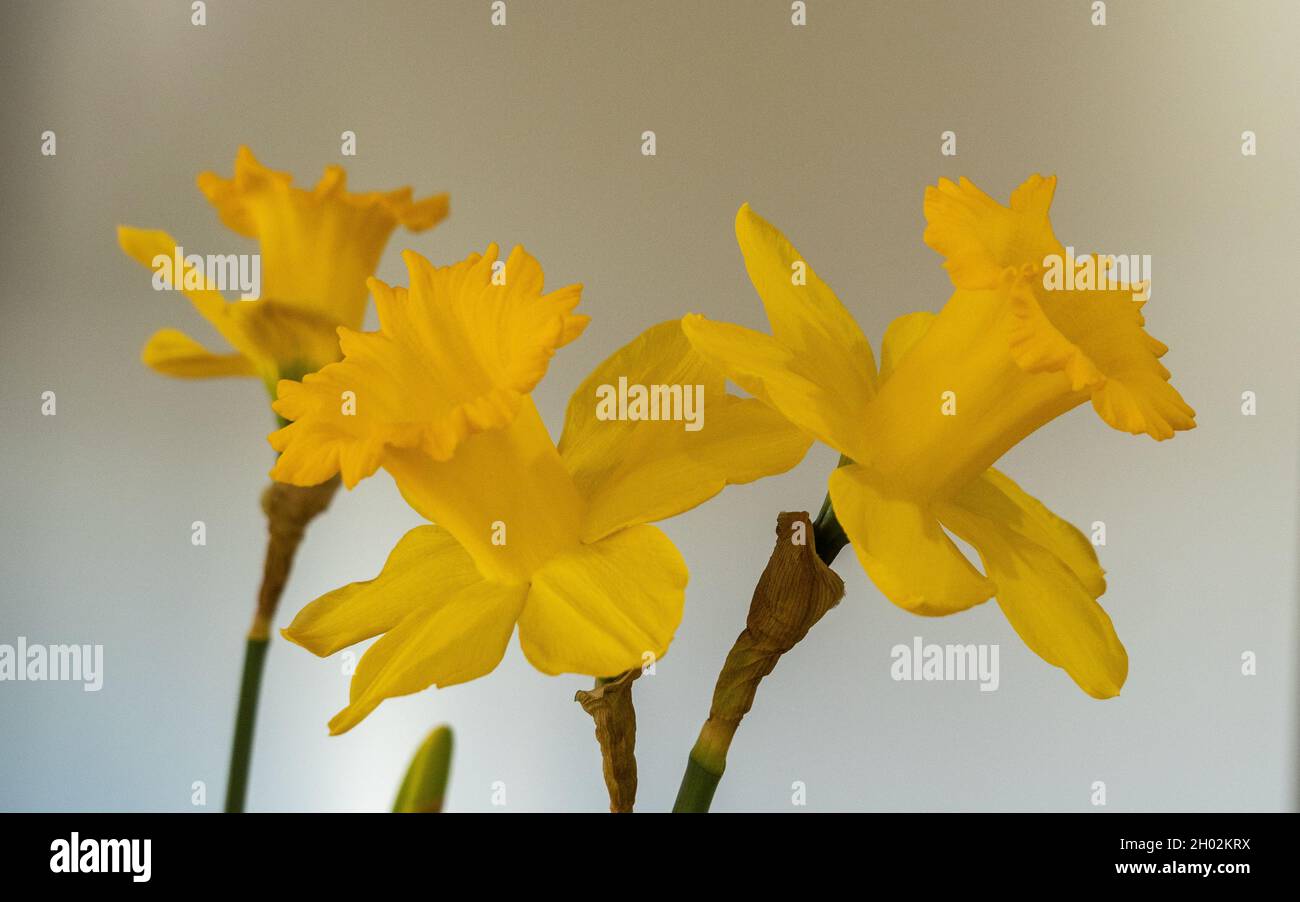 Daffodil (Narcissus) flowers, macro of three golden yellow Daffodils standing out against a plain grey background, all facing different directions Stock Photo