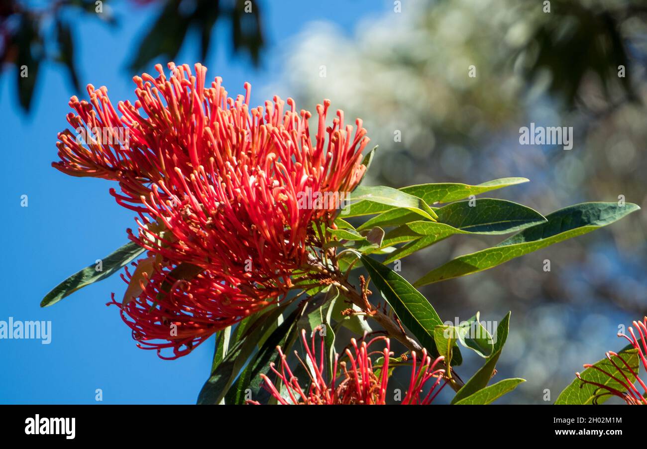 Australian Flora, Re Flowers of the Queensland Tree Warratah, brilliant bloom against the blue sky, Australia, garden Stock Photo