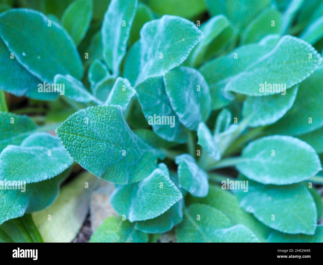 Lamb's Ear plant leaves growing in a shaded spot, Australian sub tropical garden Stock Photo